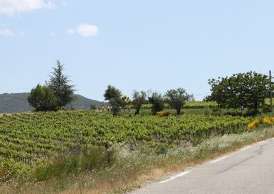 Cyclists in Provence countryside