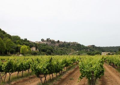Vineyard in Provence countryside