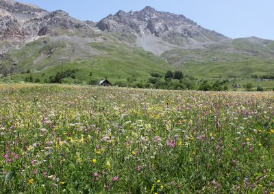 Wild flower meadow in the mountains